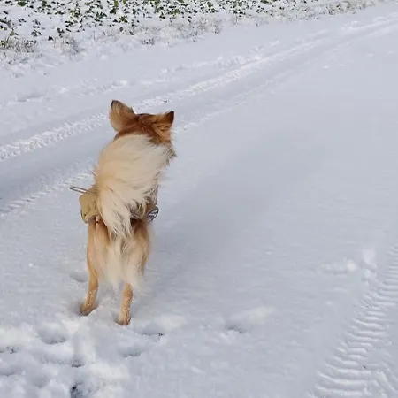 Gentsch In Schmannewitz Apartmán