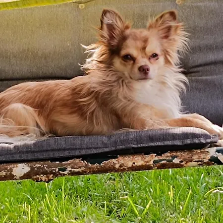 Gentsch In Schmannewitz Apartmán Dahlen