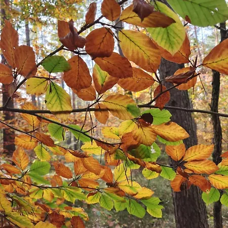 Apartmán Gentsch In Schmannewitz