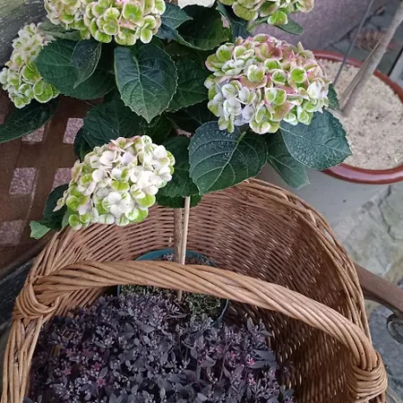 Gentsch In Schmannewitz Apartmán