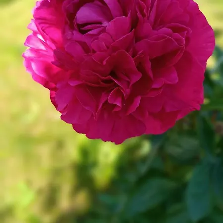 Gentsch In Schmannewitz Apartmán *