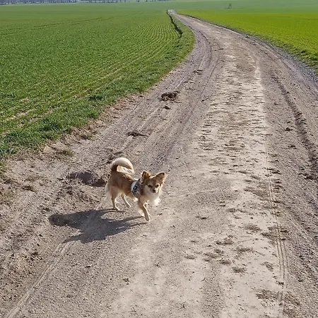 Apartmán Gentsch In Schmannewitz